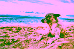 Tampa Hotels that are Pet-Friendly Cover