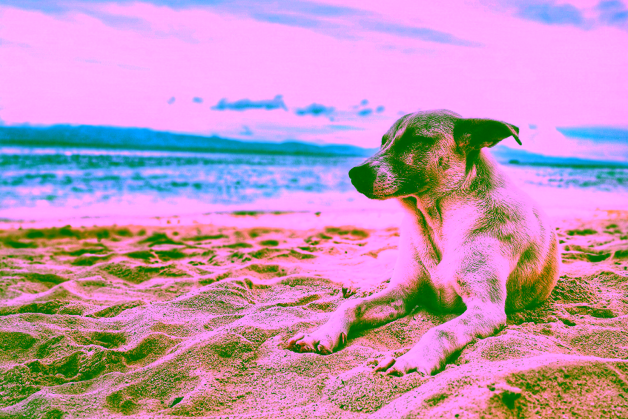 Tampa Hotels that are Pet-Friendly Cover