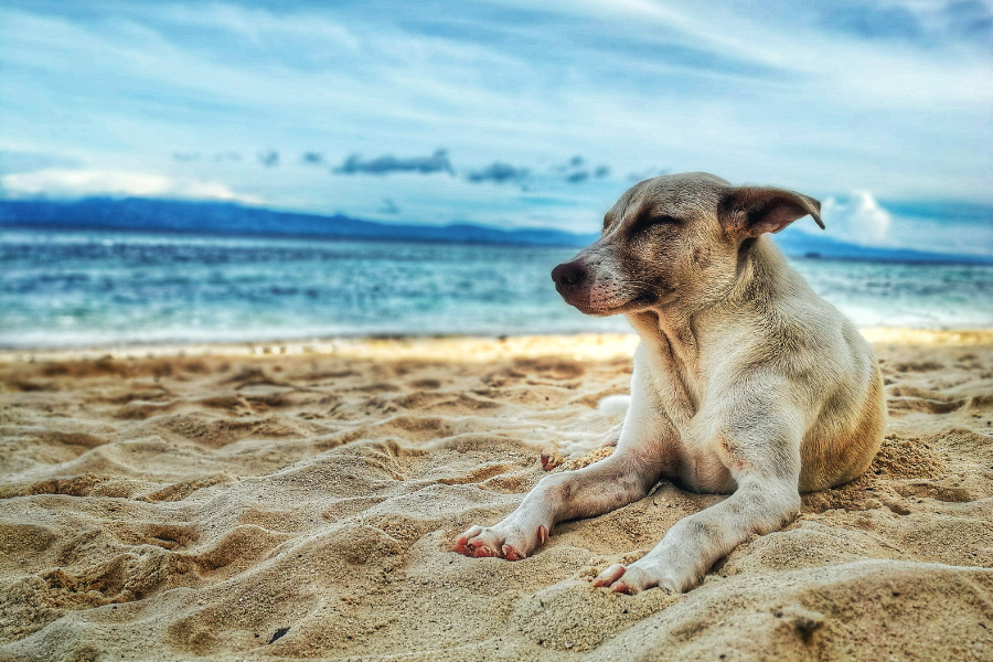 Tampa Hotels that are Pet-Friendly Cover