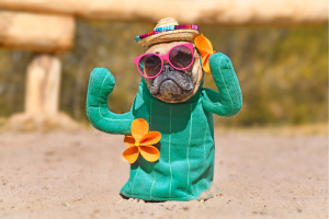 Taos Hotels that Are Pet-Friendly Cover