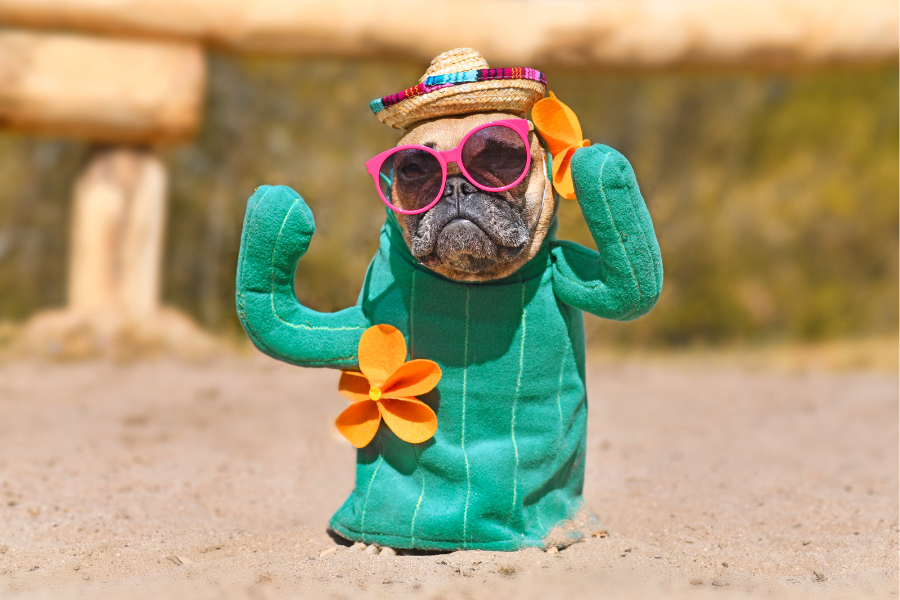 Taos Hotels that Are Pet-Friendly Cover