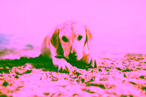 Virginia Beach Hotels that Are Pet-Friendly Cover