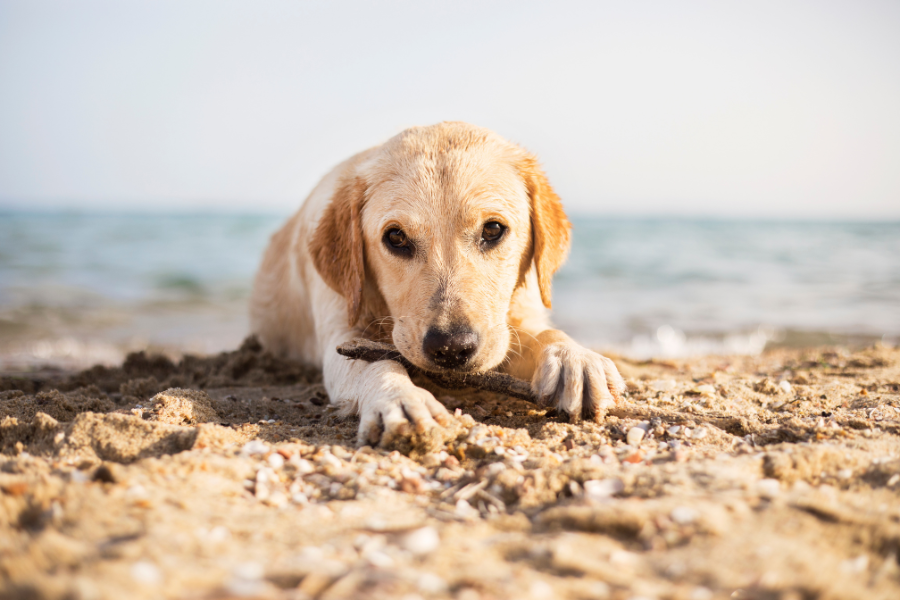 Virginia Beach Hotels that Are Pet-Friendly Cover