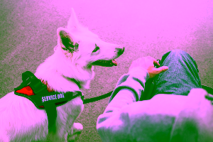 Why Can't You Pet A Service Dog Cover