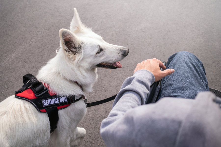 Why Can't You Pet A Service Dog Cover