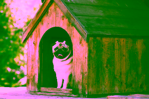 What Kind of Housing Accepts Emotional Support Animals?