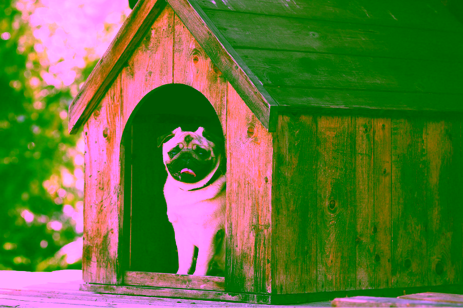 Exploring What Kind of Housing Accepts Emotional Support Animals 13 What Kind of Housing Accepts Emotional Support Animals?