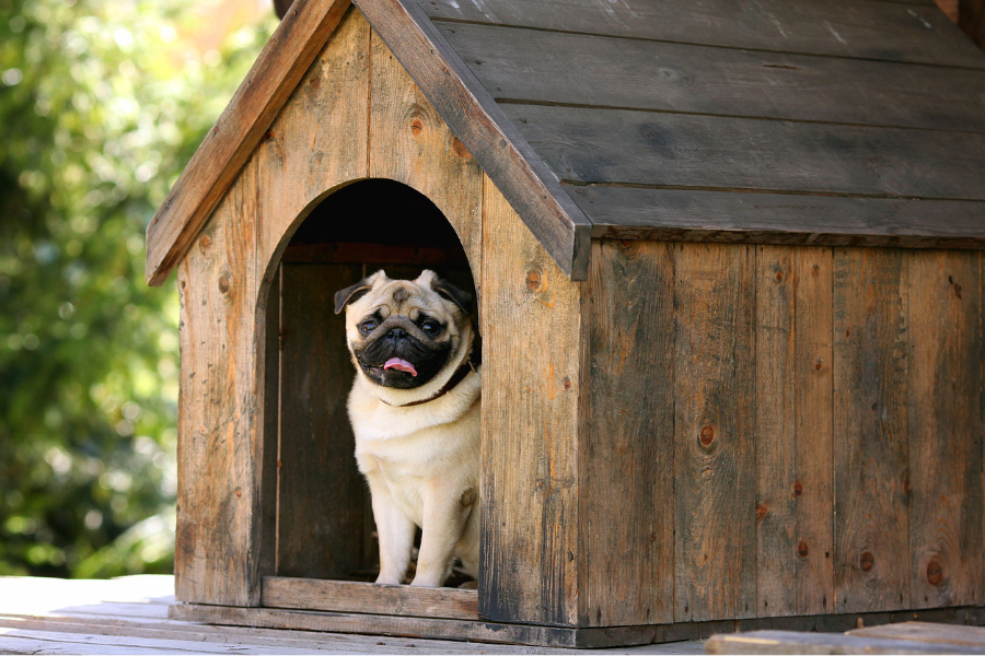 What Kind of Housing Accepts Emotional Support Animals?