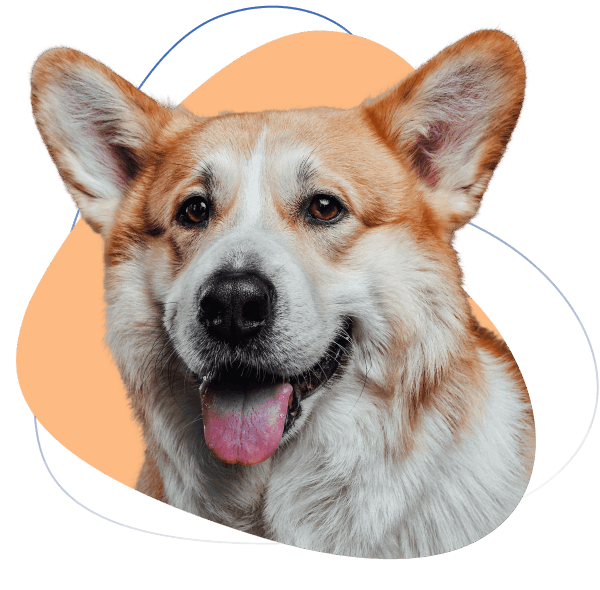 American Service Pets is your source for ESA & Service Animal Products!