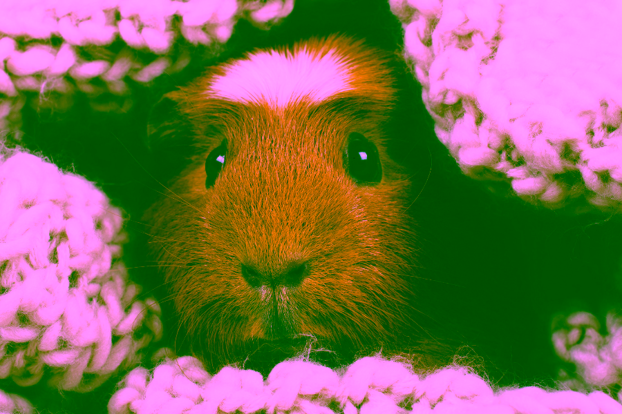 How Do I Qualify My Guinea Pig as an Emotional Support Animal?