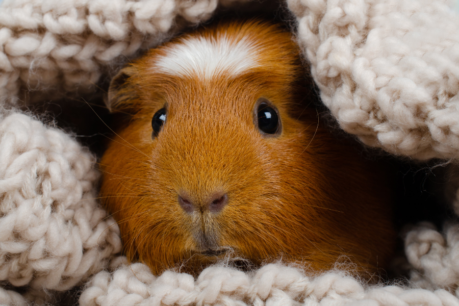 How Do I Qualify My Guinea Pig as an Emotional Support Animal?