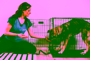 What online dog training is best for basic obedience?
