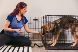 What online dog training is best for basic obedience?