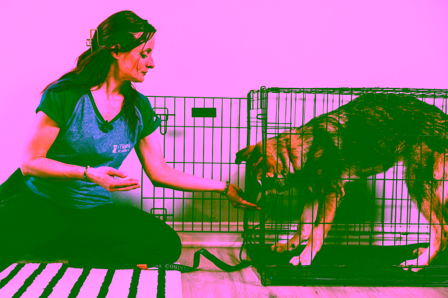 What online dog training is best for basic obedience?
