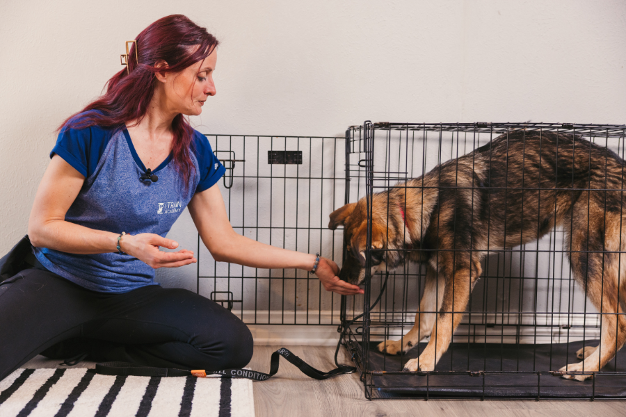 What online dog training is best for basic obedience?