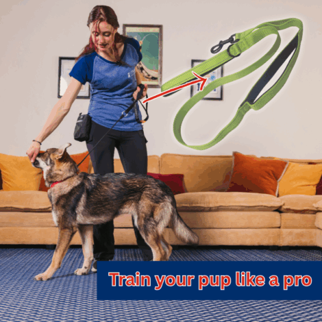 iTrain Academy Dog Training Kit V2.2