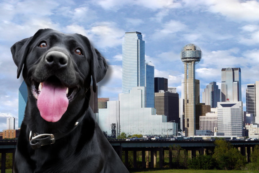Get an ESA Letter in Dallas