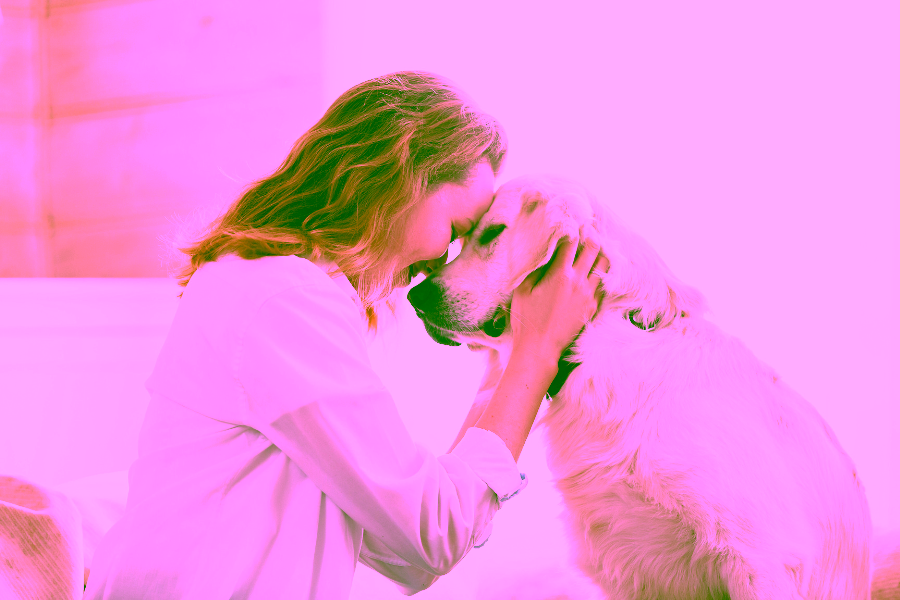 Emotional Support Animal Discrimination: What the American Service Pets Community Is Experiencing 2 Emotional Support Animal Discrimination