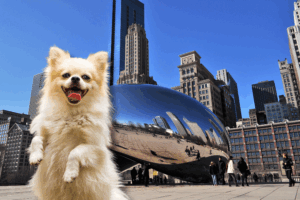 Get an ESA Letter in Chicago