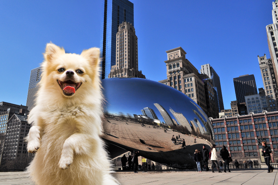 Get an ESA Letter in Chicago