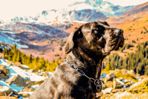 Get an ESA Letter in Denver