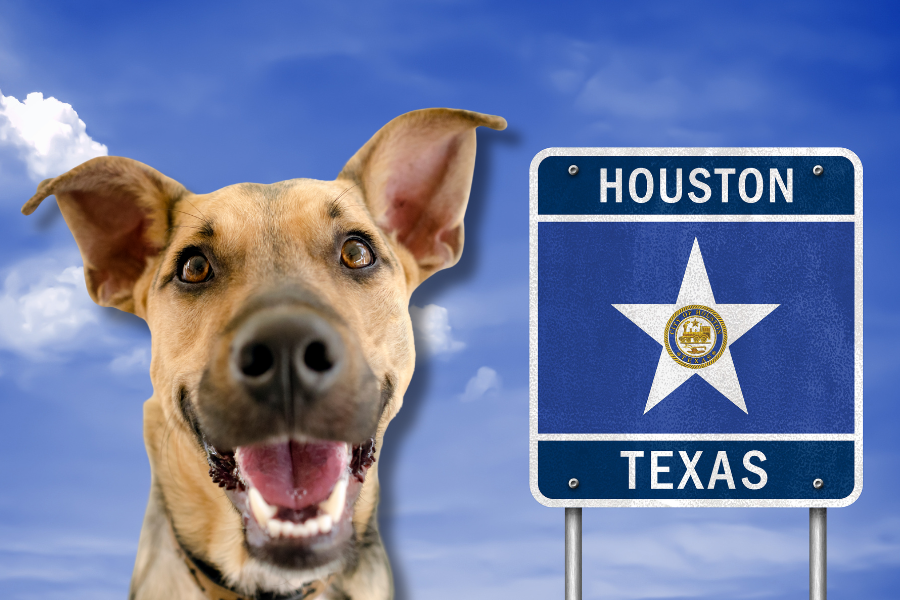 Get an ESA Letter in Houston