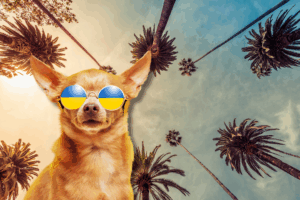 Get an ESA Letter in Los Angeles