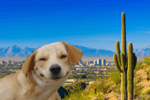 Get an ESA Letter in Phoenix