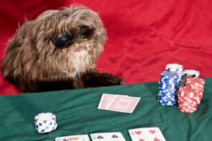 Get an ESA Letter in Las Vegas