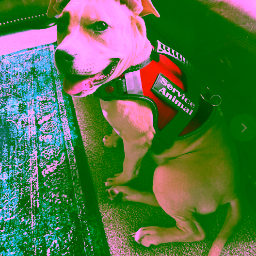 Reviewer Karissa | ESA & Service Animal Products