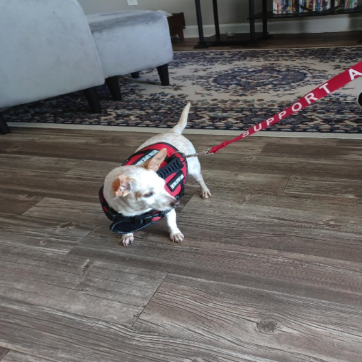 Anonymous Reviewer | ESA & Service Animal Products