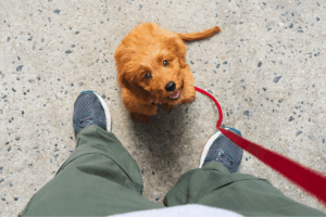 Get an ESA Letter in Baltimore with American Service Pets