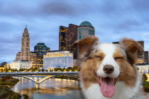 Get an ESA Letter in Columbus with American Service Pets