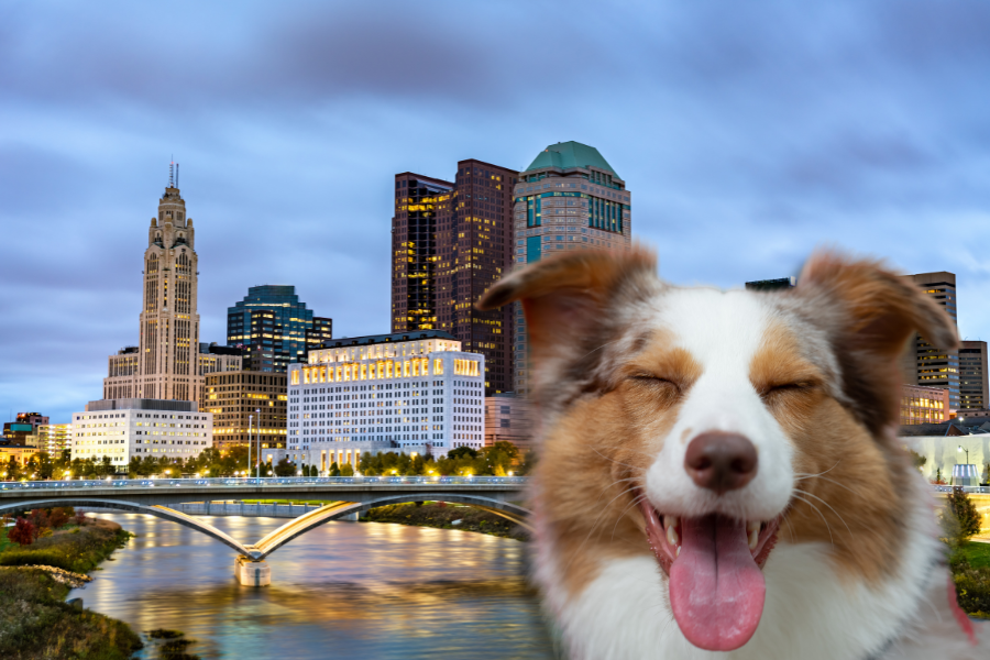 Get an ESA Letter in Columbus with American Service Pets