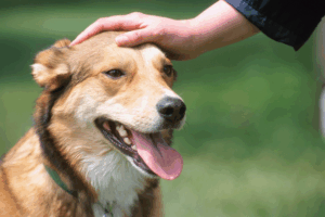 Get an ESA Letter in El Paso with American Service Pets
