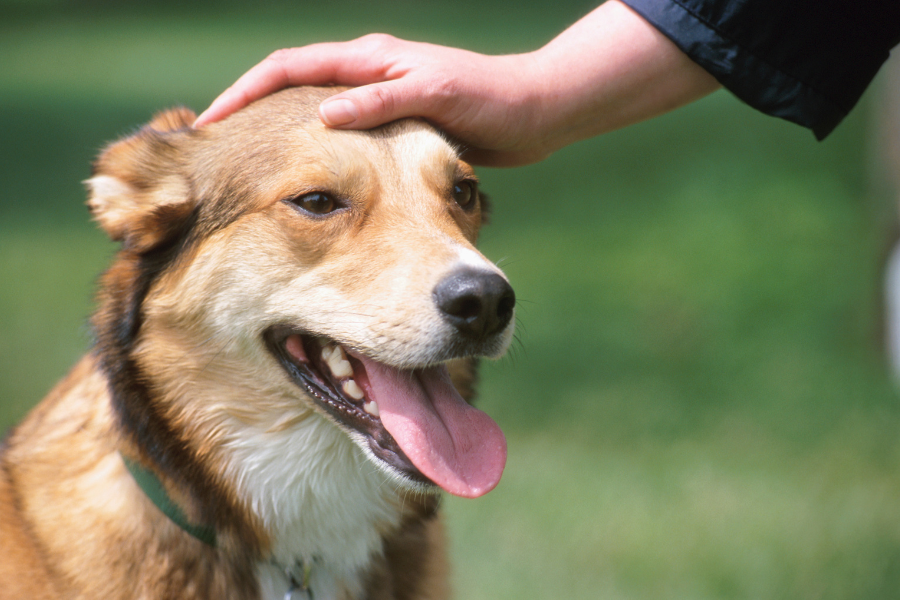 Is it Possible to Get an ESA Letter in El Paso with American Service Pets? 3 Get an ESA Letter in El Paso with American Service Pets