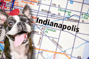 Get an ESA Letter in Indianapolis with American Service Pets