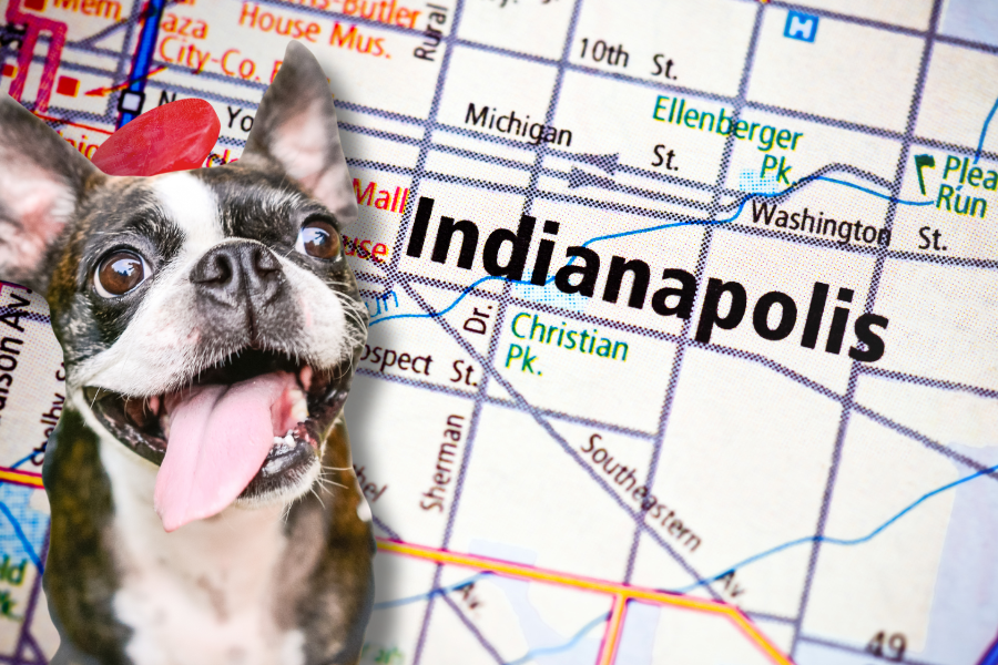 Get an ESA Letter in Indianapolis with American Service Pets