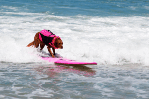 Get an ESA Letter in Jacksonville with American Service Pets
