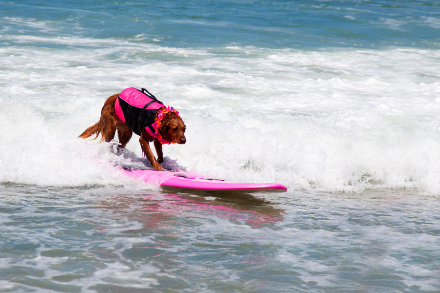 Get an ESA Letter in Jacksonville with American Service Pets