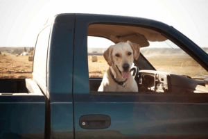 Get an ESA Letter in Louisville with American Service Pets