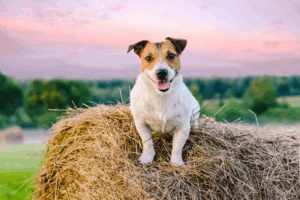 Get an ESA Letter in Oklahoma City with American Service Pets