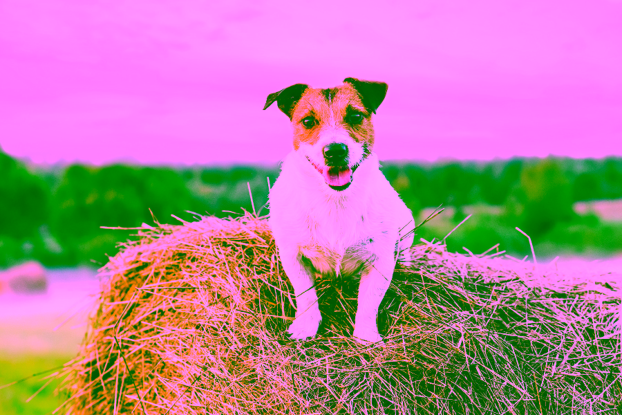 Get an ESA Letter in Oklahoma City with American Service Pets