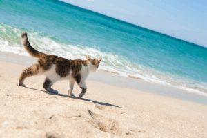 Get an ESA Letter in San Diego with American Service Pets