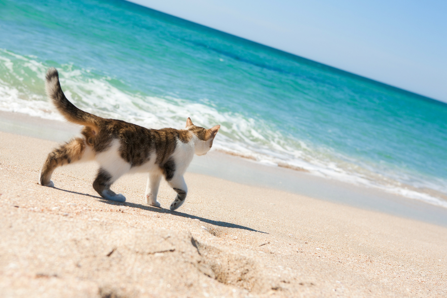 Get an ESA Letter in San Diego with American Service Pets