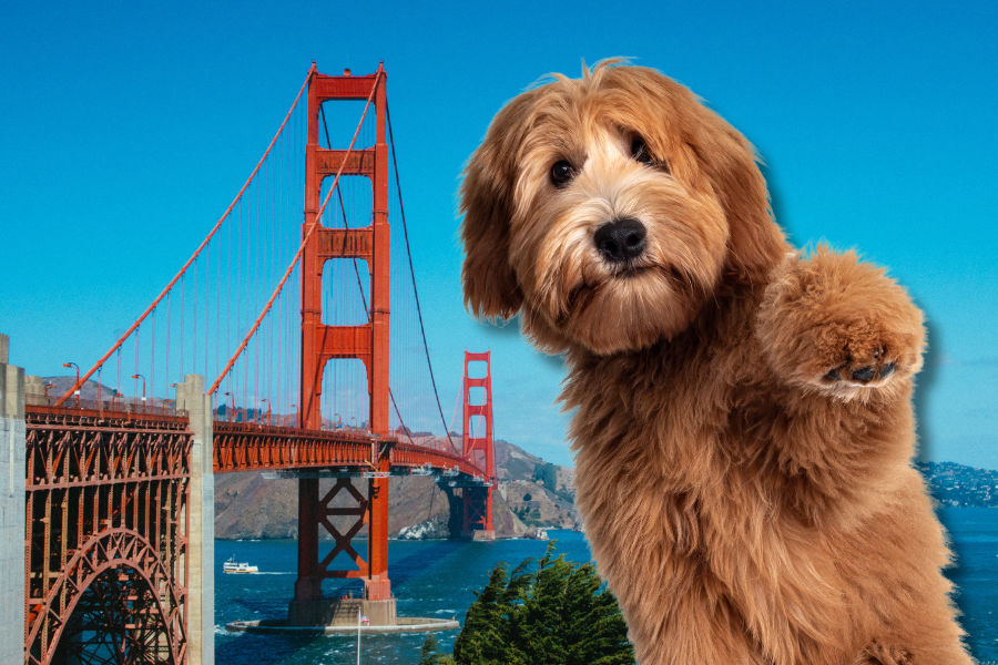 How Can I Get an ESA Letter in San Francisco with American Service Pets? 5 Get an ESA letter in San Francisco with American Service Pets