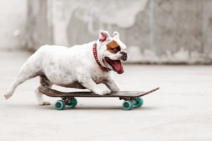 Get an ESA Letter in San Jose with American Service Pets