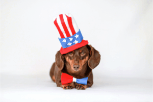 Get an ESA Letter in Washington D.C. with American Service Pets