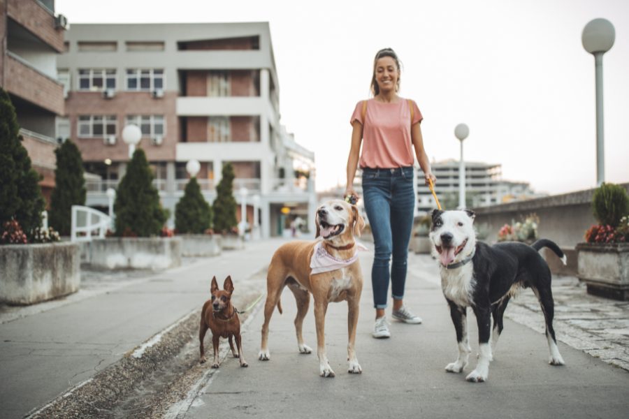 Learn How to Get an ESA Letter as a Resident of Detroit, Michigan 9 Get an ESA Letter in Detroit with American Service Pets