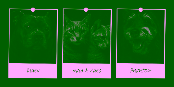 11 Best ChatGPT Pet Prompts for Pet Lovers - Shadow Portraits